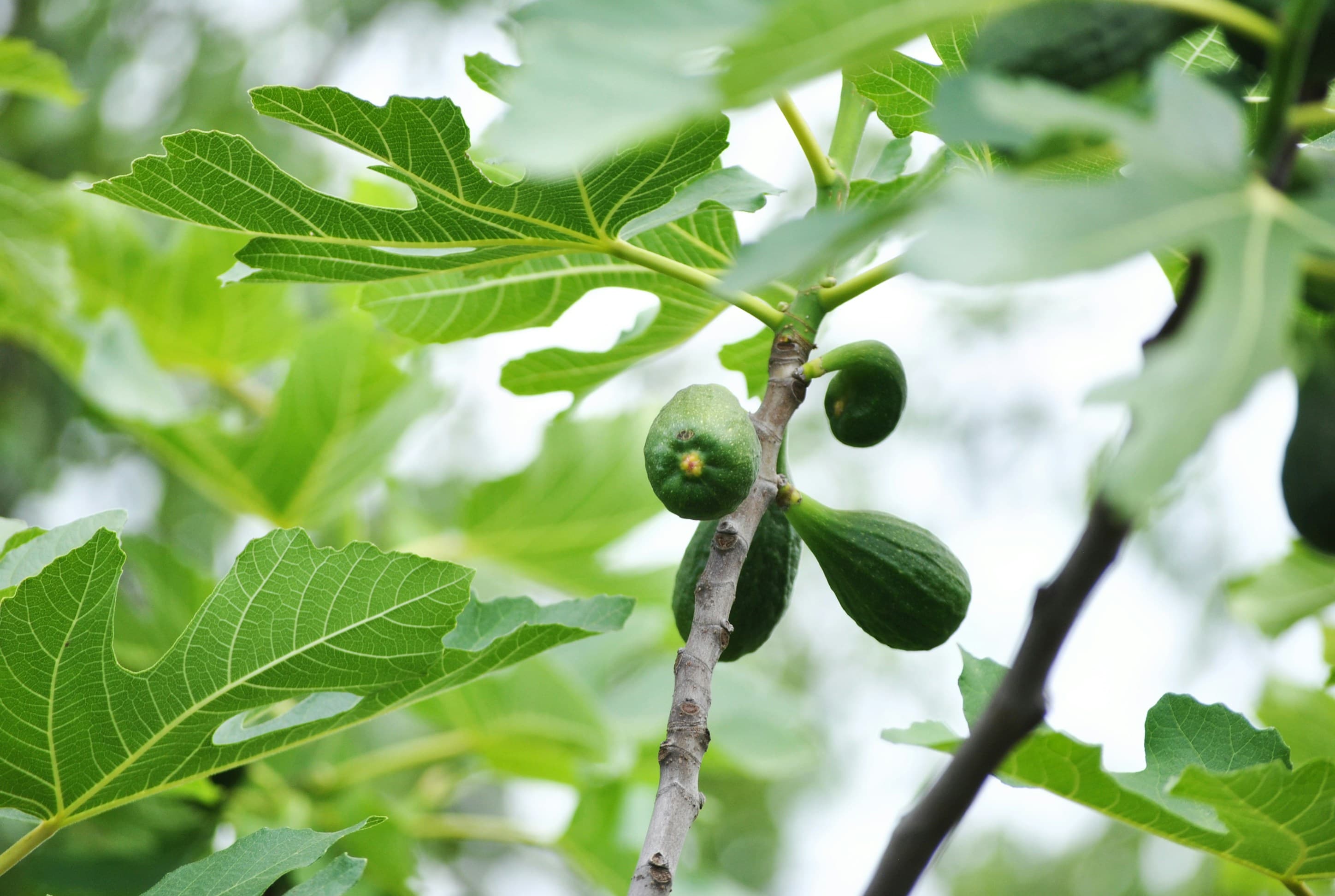The Fig Tree